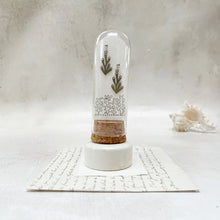 Load image into Gallery viewer, Holey Seaweed Stud Earrings in a Glass Dome